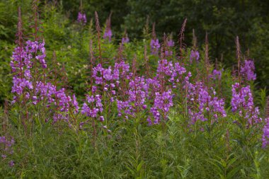 Bahçedeki pembe çiçekler