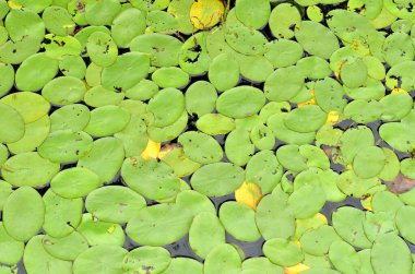 gölette yeşil lotus