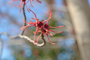 Güzel botanik fotoğrafı, doğal duvar kağıdı.
