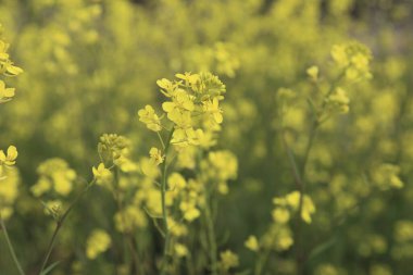 gündüz açık büyüyen renkli çiçekler yakın