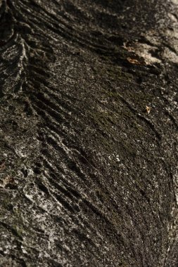 bir ağaç kabuğu dokusu arkaplanının kapatılması