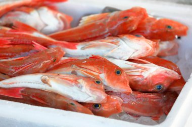 Pazarda taze çiğ balık