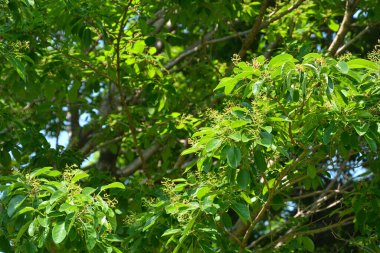 Ormandaki ağaç dallarının genç yeşil yaprakları. doğa arkaplanı.