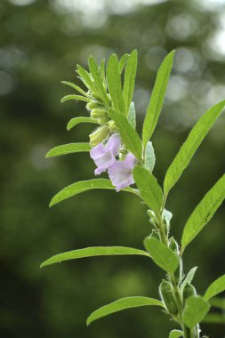 Doğadaki adaçayı çiçekleri