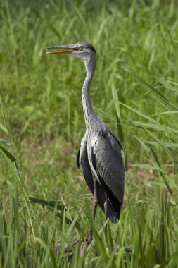 Güzel vahşi balıkçıl kuşu doğal yaşam alanında duruyor. 