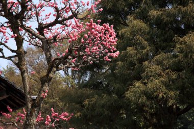 Bahçedeki güzel çiçekler