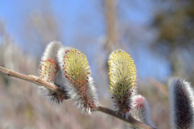 Tomurcuklu Bahar Söğüt dalı