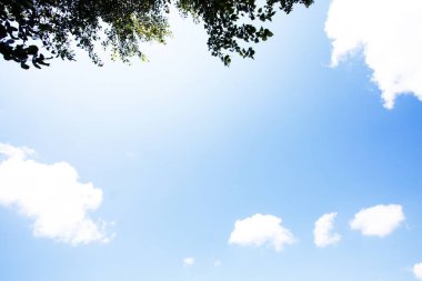 mavi gökyüzünün arka planı ve yeşil ağaçların dalları