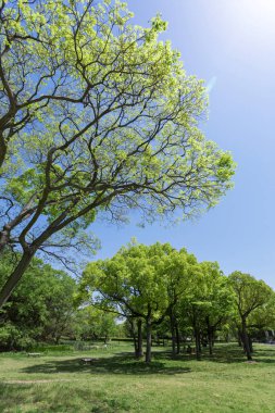 yeşil ağaçlar ve mavi gökyüzü
