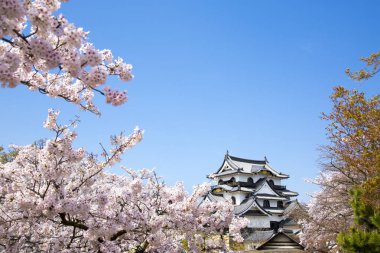 Japonya 'da Bahar Kiraz Çiçeği Sahnesi