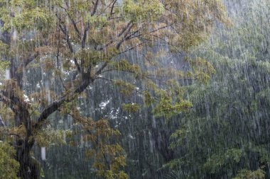 Parkta yeşil ağaçlarla sonbahar yağmuru