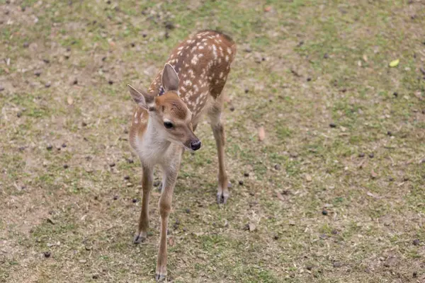 Cute Deer Japan Nara Park — Stock Photo, Image