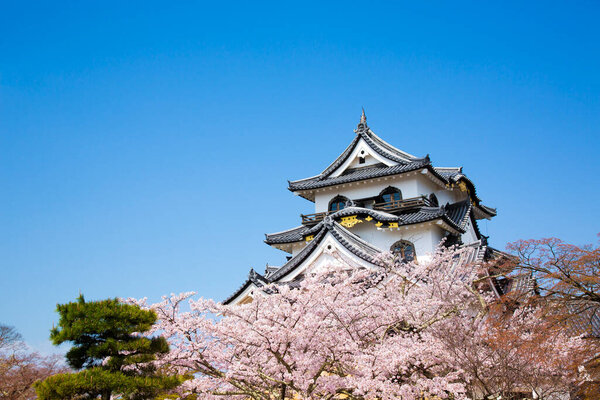 Цветение сакуры и японский сад