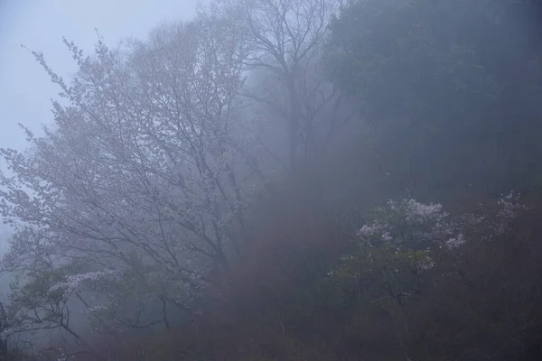 Красивый Пейзаж Деревьями Туманом — стоковое фото