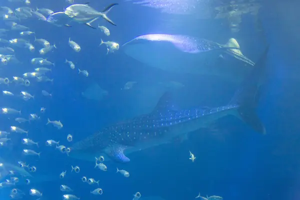 Shark Water Fishes — Stock Photo, Image