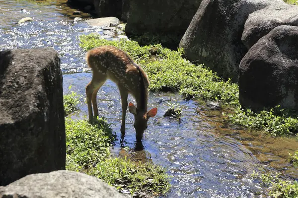 Cute Deer Japan Nara Park — Stock Photo, Image