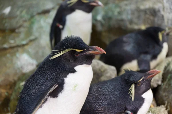 Hayvanat bahçesindeki penguen görüntüsü