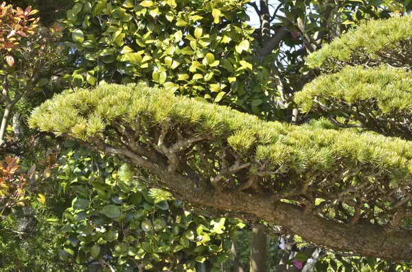 japonya'da bonsai ağacı