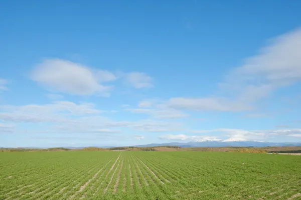 Зеленое Поле Голубое Небо Облаками Сельской Местности — стоковое фото