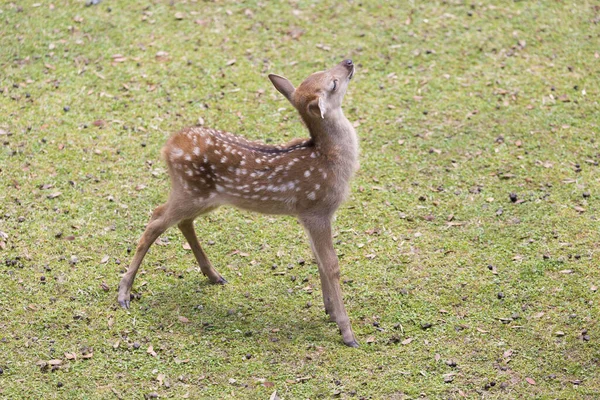 可爱的鹿儿在日本的纳拉公园 — 图库照片