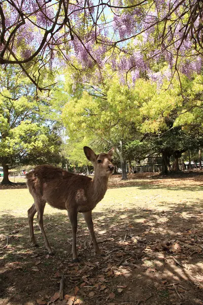 Nara Nara Nara Nara Nara Nara 美丽的鹿群在纳拉公园里 — 图库照片