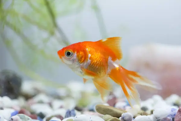 Cute Gold Fish Aquarium Close — Stock Photo, Image