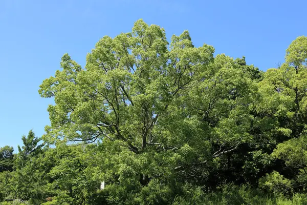 Pohon Taman Flora Alam — Stok Foto