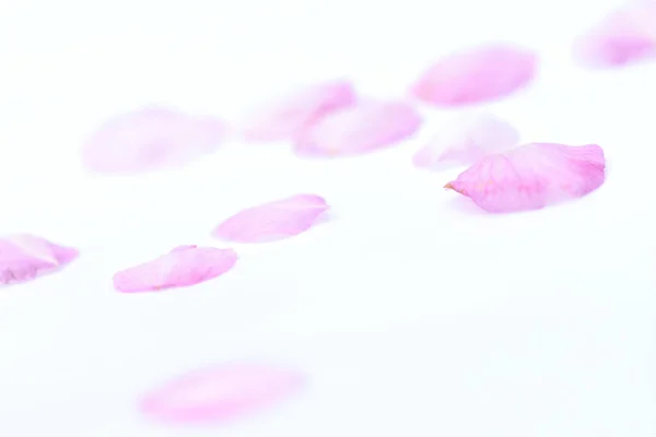 Jemné Růžové Sakura Okvětní Lístky Světlém Pozadí Třešňové Květy — Stock fotografie