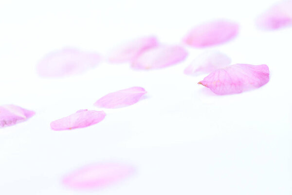 tender pink sakura petals on light background, cherry blossom