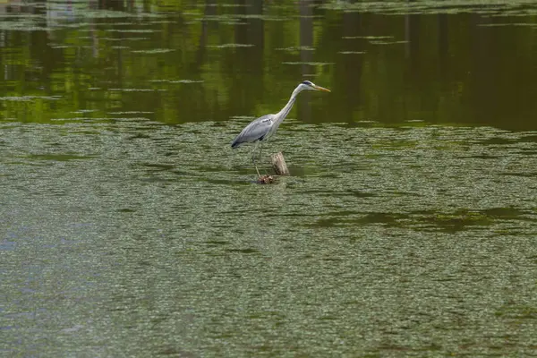 Small White Heron Standing Water Summer — Stock Photo, Image