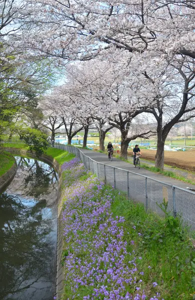 Japon Parkında Sakura — Stok fotoğraf