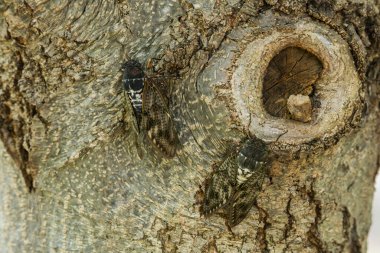 Ağacın üzerinde kalan ağustos böceği. Kumazemi bir Japon ağustos böceği..