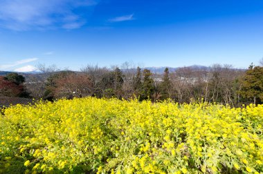 Arka planda dağlar ve sarı çiçekler olan güzel bir manzara.