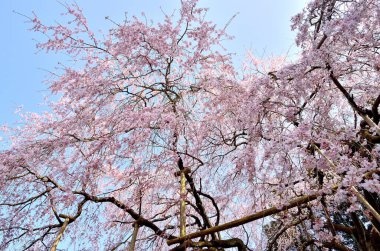 Baharda kiraz ağacının beyaz çiçekleri 