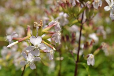 Bahçedeki güzel çiçekler