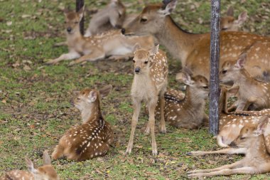 Japonya 'daki Nara parkında yeşil çimlerin üzerinde toplanan bir grup geyik.