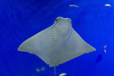 Mavi sudaki ışın balığının yakın plan görüntüsü