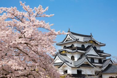 Japonya 'da Bahar Kiraz Çiçeği Sahnesi