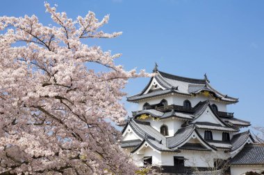 Japonya 'da Bahar Kiraz Çiçeği Sahnesi