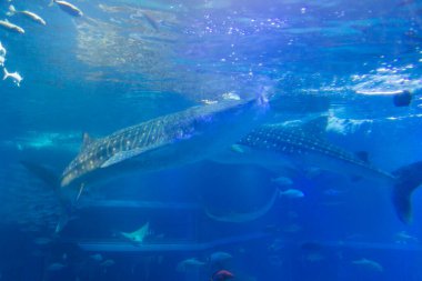 Akvaryumdaki köpekbalığının sualtı fotoğrafı.