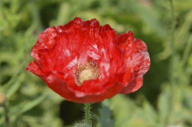 Tarlada güzel kırmızı gelincik çiçeği