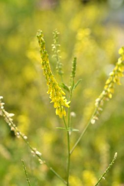 Bahçedeki sarı çiçek