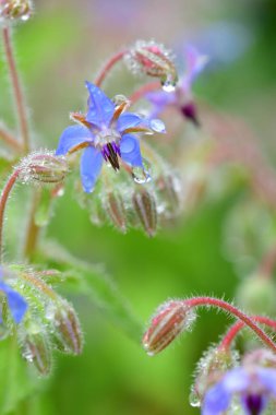 Mavi çiçeğe yaklaş.