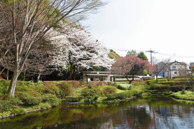 Parkta kiraz ağaçları güzel çiçek açıyor.