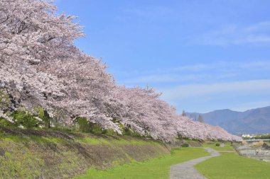 Japonya 'da çiçek açan sakura ile bahar arkaplanı