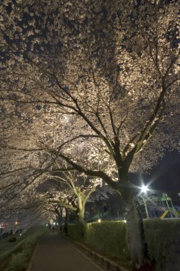 Kiraz çiçeği, sakura güzel arka plan manzarası 
