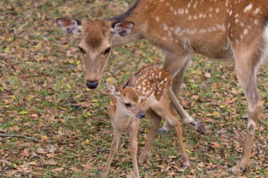 Japonya 'daki Nara parkında yeşil çimlerin üzerinde toplanan bir grup geyik.