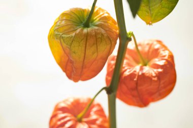 Kapalı - portakal kurutulmuş çiçek çan çiçekleri