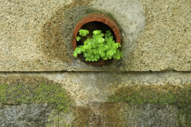 Duvardaki su borusunda büyüyen yeşil bitki