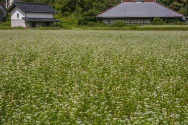 Tarlada beyaz çiçekler